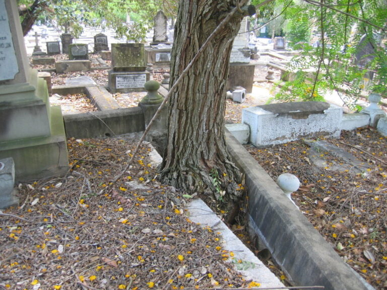 trees and heritage