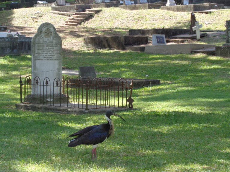 Straw-necked Ibis